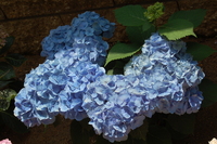 大川邸2012.04.18-020.JPG